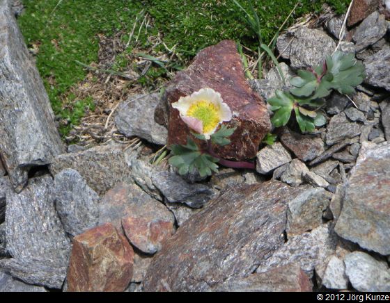 DarmstaedterHuetteJuni2012