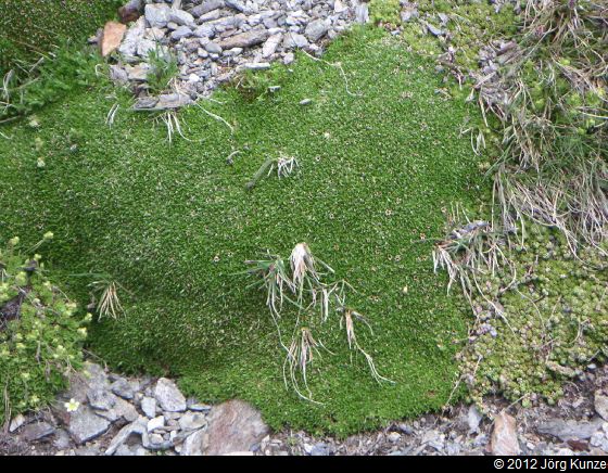 DarmstaedterHuetteJuni2012