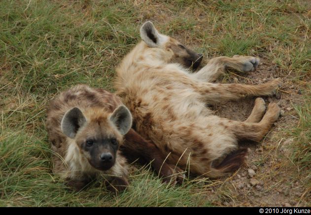 Kenia2010