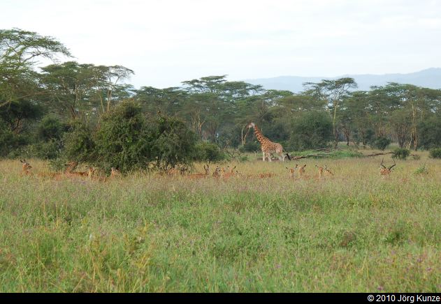 Kenia2010