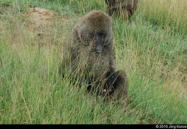 Kenia2010