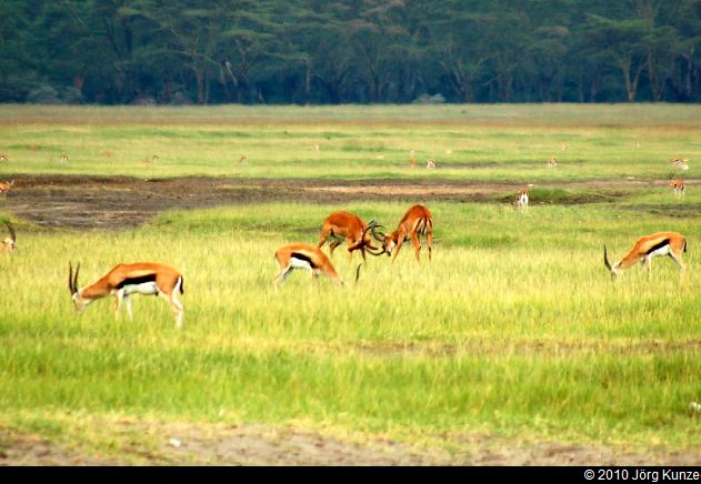 Kenia2010