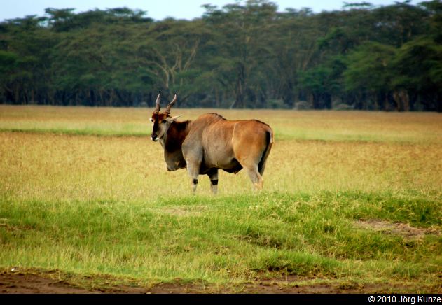 Kenia2010
