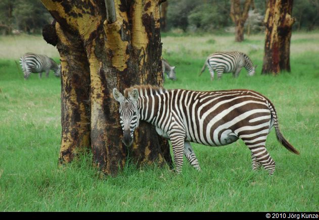 Kenia2010