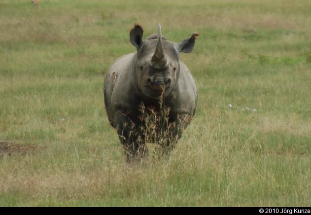Kenia2010