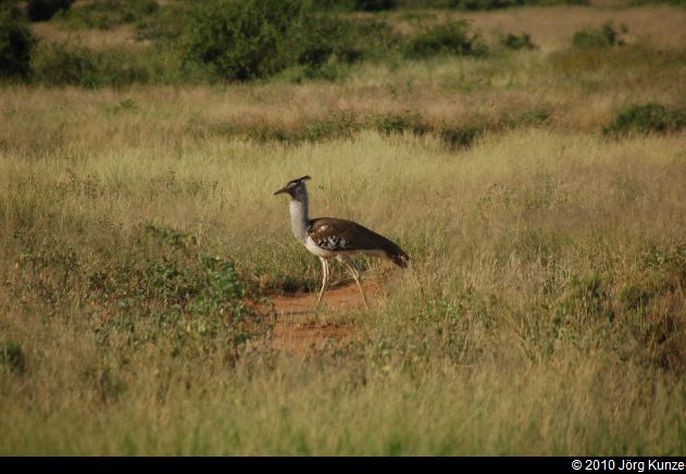 Kenia2010