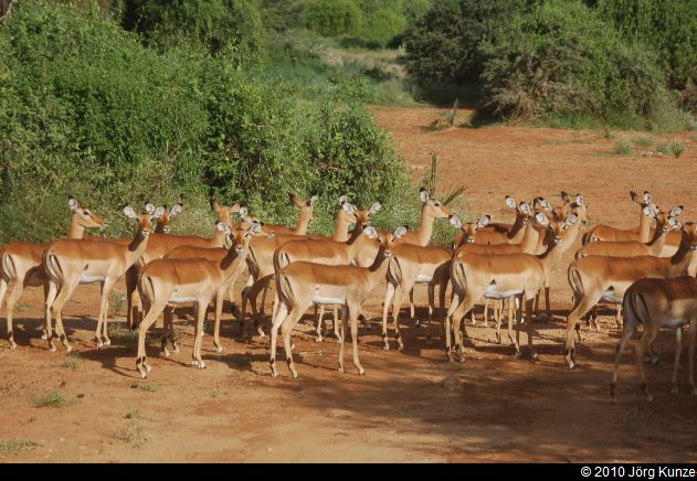 Kenia2010