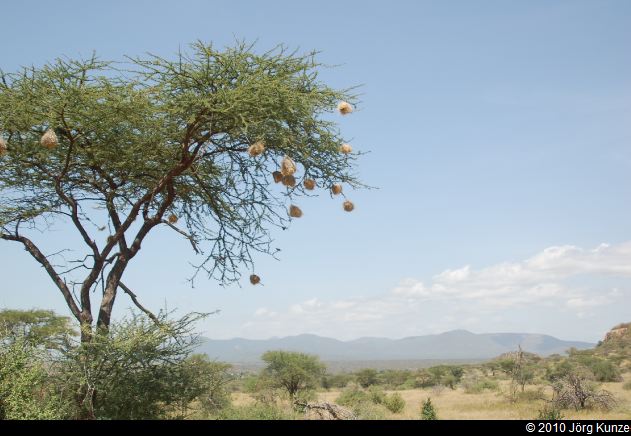 Kenia2010