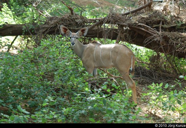 Kenia2010