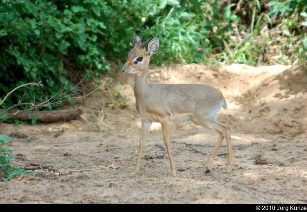 Kenia2010