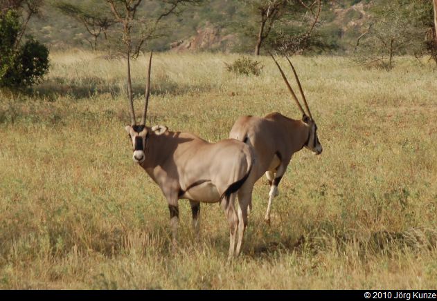 Kenia2010