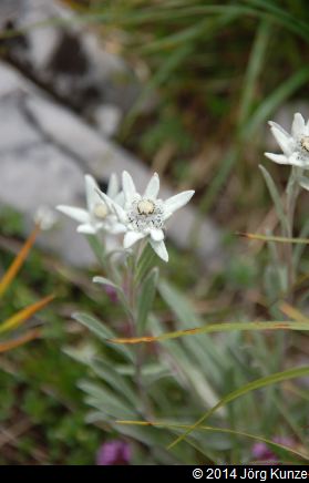 MirroirDArgentine2014