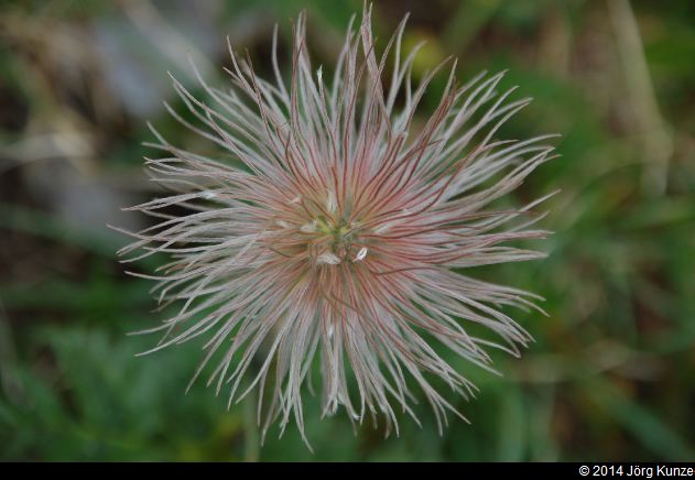 MirroirDArgentine2014