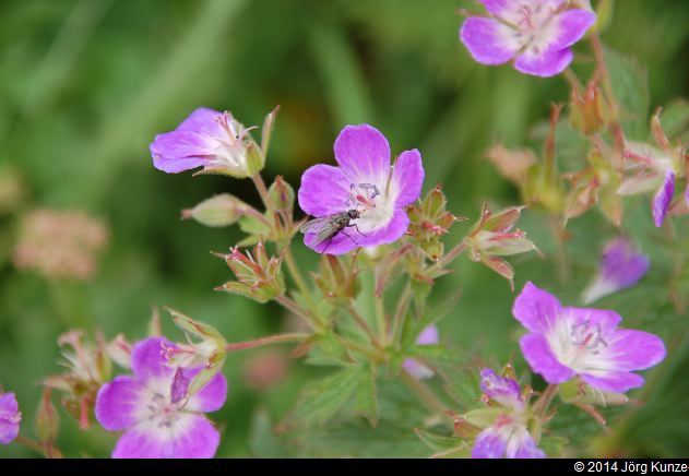 MirroirDArgentine2014