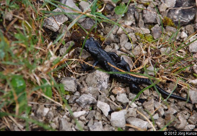 OberreintalhuetteAug2012