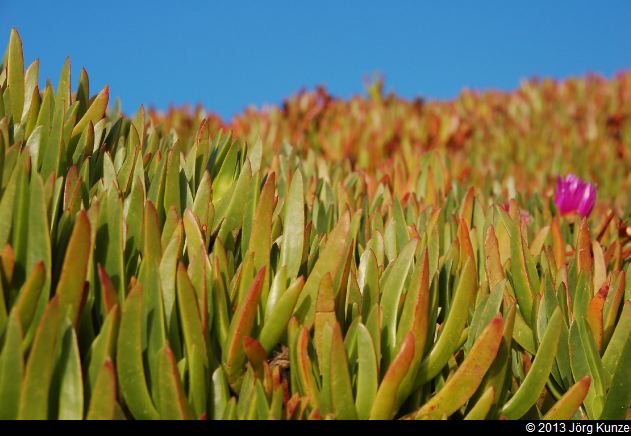 SanFranciscoSouth2013