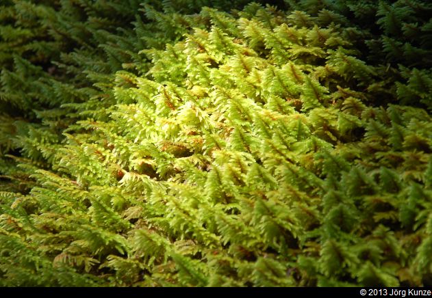 SanFranciscoSouth2013