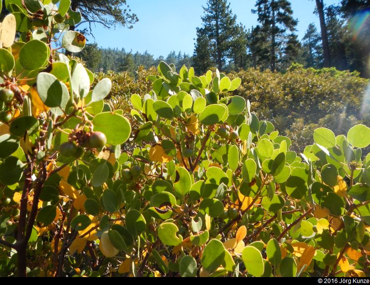 SanGabrielMountains2016