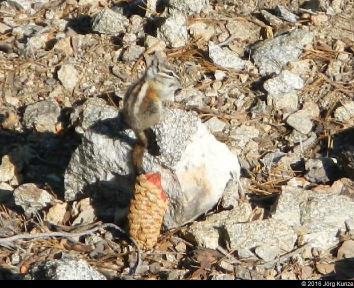 SanGabrielMountains2016