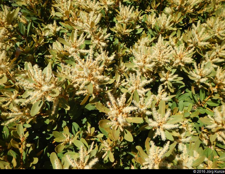 SanGabrielMountains2016