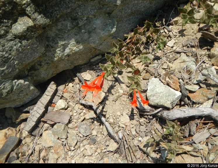 SanGabrielMountains2016