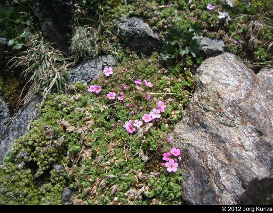 DarmstaedterHuetteJuni2012