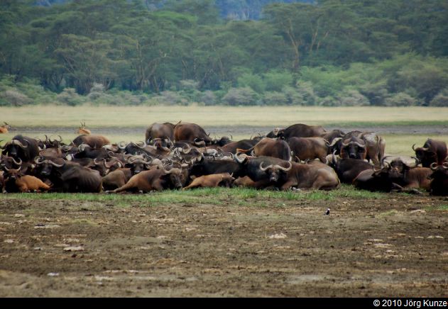 Kenia2010